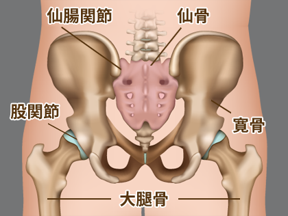 仙骨と仙腸関節の解剖図