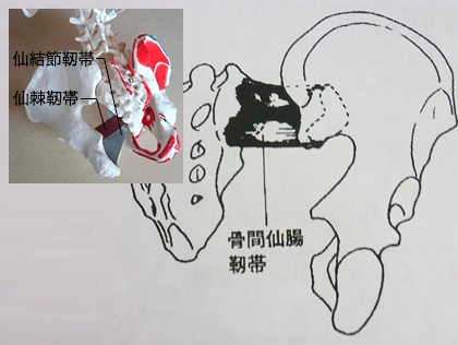仙骨を支える強力な靭帯