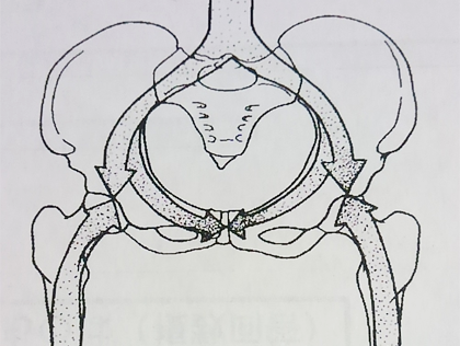 仙腸関節の構造